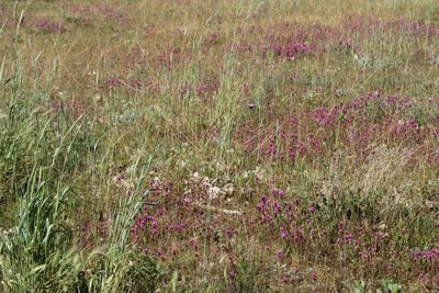 Overgrown lot with dry grass and weeds in Tehachapi requiring abatement