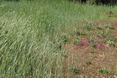 Tall brush and grass on a Tehachapi property needing clearing