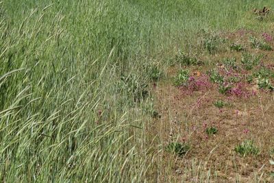Vegetation encroaching on a Tehachapi property requiring defensible space clearing