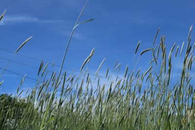 Tall grass and weeds on a Tehachapi property requiring abatement